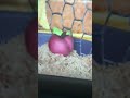 Wonder Pets Save The Ants Apple