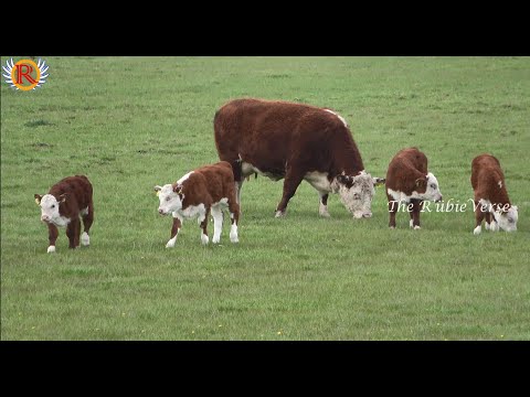, title : 'Cow with Calf, Maine Anjou Cattle Breed, Countryside, UK'