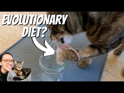 Kibble is the opposite of cat's natural diet
