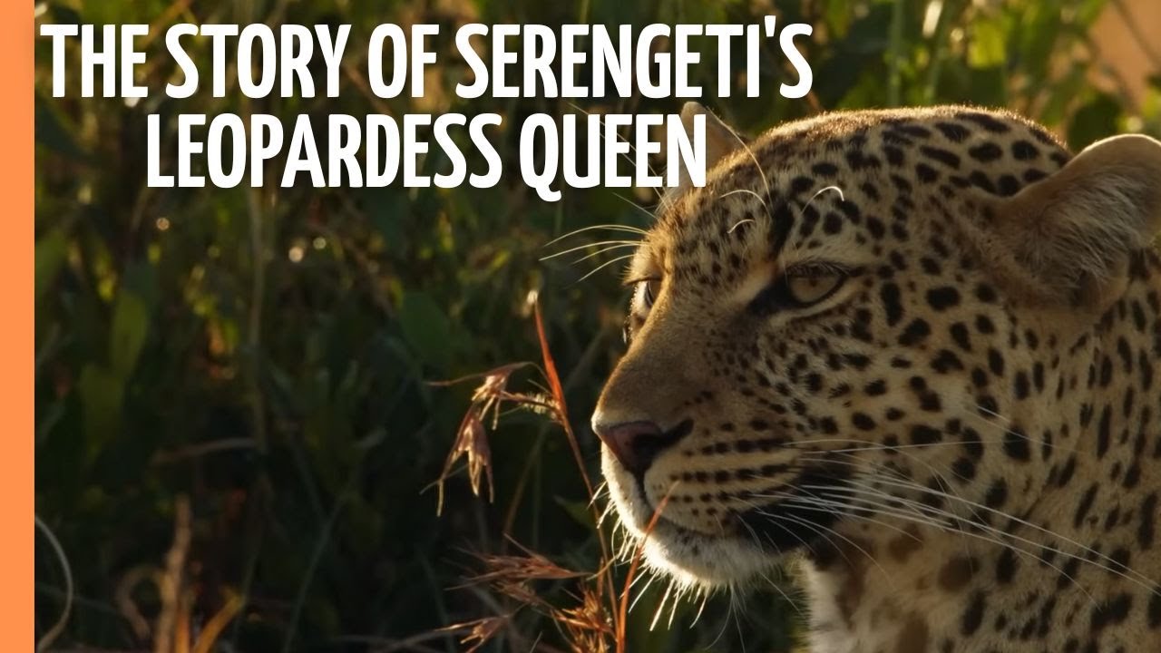 Life in the Serengeti - The Story of Serengeti's Leopardess Queen | Full Documentary