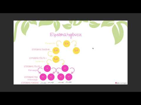 Espermatogênese