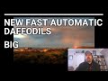 New Fast Automatic Daffodils - Big | Viewer Request