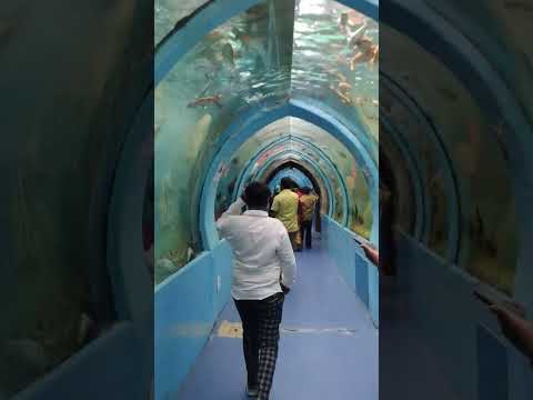 Underwater aquarium in Mysore 🌊🐠 #fishlovers #underwateraquarium #viralshorts ❤️