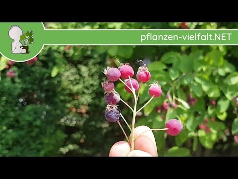 Felsenbirnen (Amelanchier) - Reife Früchte - 29.05.18 (Amelanchier) - Bäume (Früchte) bestimmen