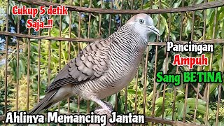 Download lagu Perkutut Betina Memanggil Jantan - Suara PANCINGAN Ampuh || The female turtle dove calls the male mp3 Download lagu Perkutut Betina Memanggil Jantan - Suara PANCINGAN Ampuh || The female turtle dove calls the male mp3