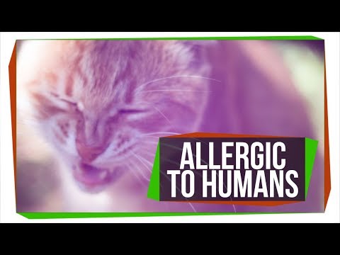 Can Pets Be Allergic to People?