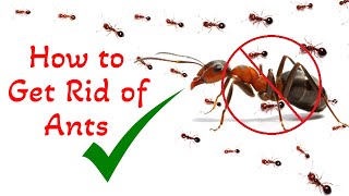 How to Get Rid of Ants in Your House