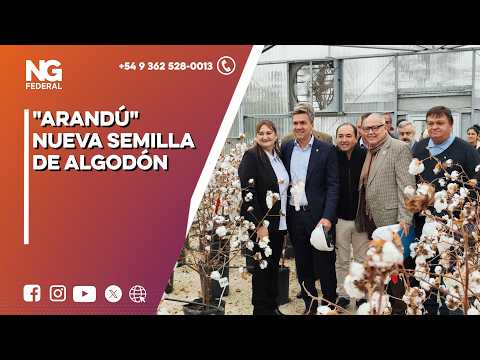 NG FEDERAL - "ARANDÚ" NUEVA SEMILLA DE ALGODÓN - CHACO