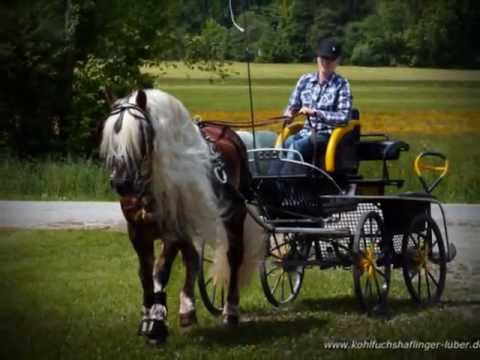 Kohlfuchs Haflinger Luber - Unterwegs mit der Kutsche