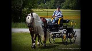 preview picture of video 'Kohlfuchs Haflinger Luber - Unterwegs mit der Kutsche'