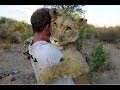 Amazing abandoned big Lion and her heartwarming ...