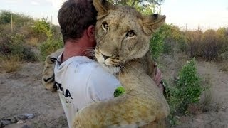 Amazing abandoned big Lion and her heartwarming bond with men who saved her
