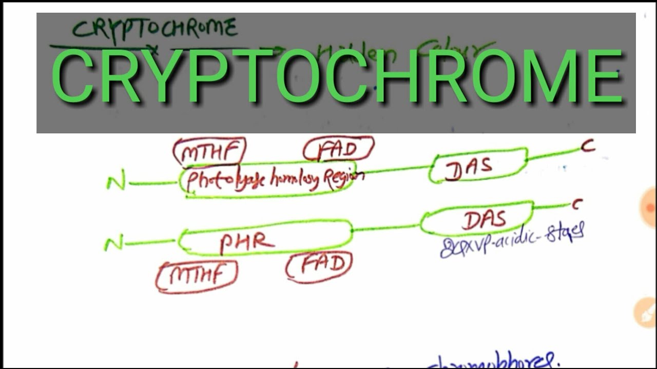 Cryptochrome phytochemistry topic explained - YouTube