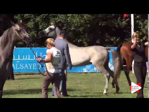 Junior Colts Championship