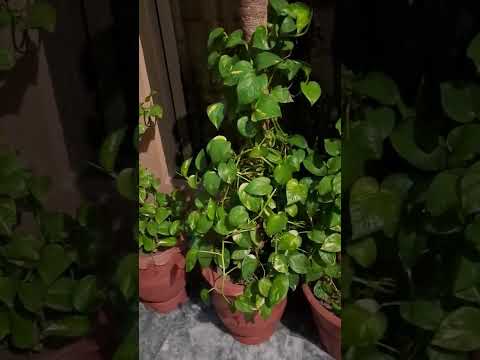 Indoor Plants video