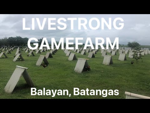 Livestrong Gamefarm | Mr. Jeyshi Dimafelix @Balayan, Batangas  #GamefowlBreeding #PassionForGamefowl