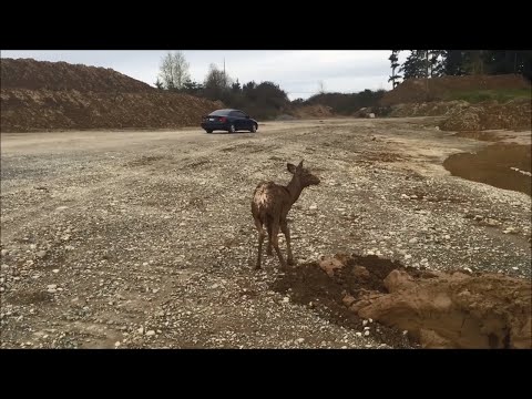 Excavator Rescue of Young Deer