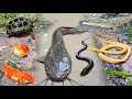 Wow Tangkap Ikan Lele Jumbo Dalam Lubang Ada Ikan Gabus Belut Ikan Hias Ikan Koi Kura Kura