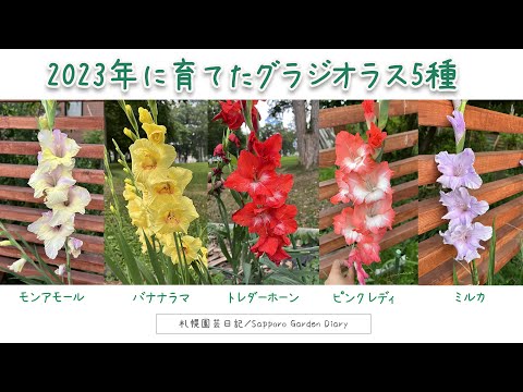 園芸 イタリアングラジオラス、ハーベストグラジオラス