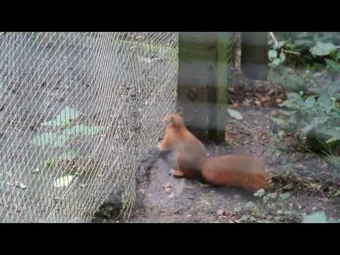 Welsh Mountain Zoo 16/09/2013 - Red Squirrels