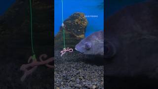 Download lagu Beginilah Cara Ikan Tilapia Memakan Umpan #shorts #fishing mp3 Download lagu Beginilah Cara Ikan Tilapia Memakan Umpan #shorts #fishing mp3