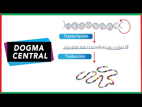 Dogma central de la biología molecular | ADN-ARN-Proteína