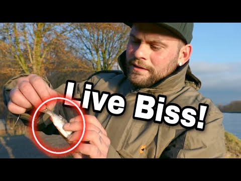 DEADBAIT im Mittellandkanal! ZANDER angeln im Winter.