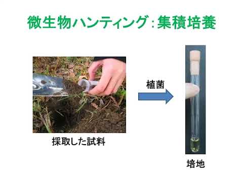 微生物の分離【農芸化学コース】農林海洋科学部