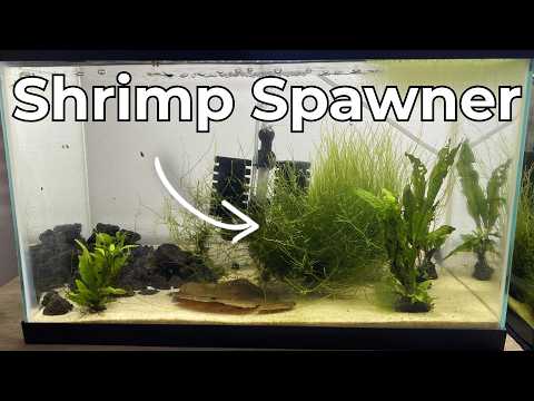 How To Set Up A Simple Cherry Shrimp Breeding Tank