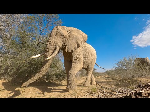 Elephants Approaching - 4K African Wildlife