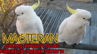 Download lagu MASTERAN PALING COCOK BUAT KAKATUA MUDA CEPAT BICARA mp3