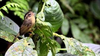 preview picture of video 'Costa Rica Monteverde Puentes colgantes'