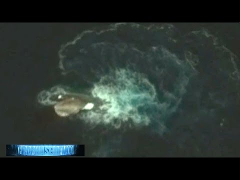 1000 Foot SQUID VS MEGA Orca Whale ATTAC