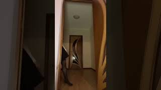 WAIT FOR IT ?? #Shorts #tiktok #challenge