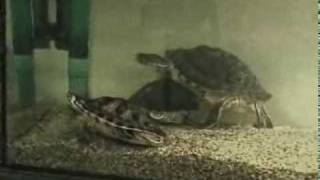 aquatic turtles eating meat