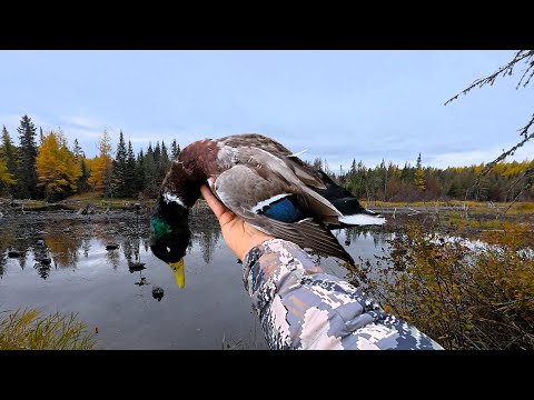 Superbe Chasse Au Canard Dans Le Marais | Epic Duck Hunt In The Marsh