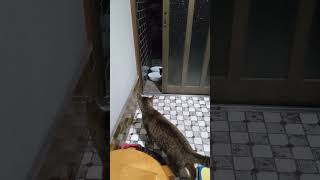 嫌いな私がいるために入ってこない野良猫さん。 #猫 #shorts
