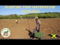 How To Plant Watermelon Seedlings Planting 7000 Watermelon Seedlings