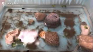 Eastwood Tadpole webcam