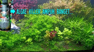 Update Tank 50cm dan Membasmi Alga Menggunakan Obio Algae Killer