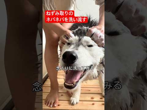 ねずみ討伐物語②