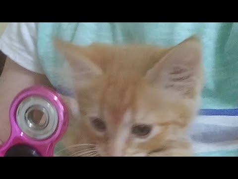 Cat Spins Spiner