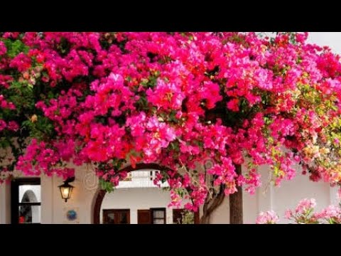7 Tricks to increase flowering on Bougainvillea plant #youtubeshorts #shortsviral #ytshorts .