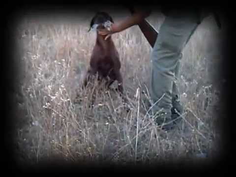 CAZA de CODORNIZ. Kai «Vintage» (VII) – bonviedro.com