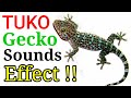 TUKO [ GECKO ] LIZARD SOUNDS EFFECT . Best Chirping Gecko sounds effect 2022 .