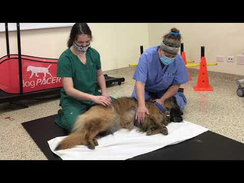 Passive Range of Motion (PRoM) Exercises for Dogs & Cats