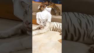 Sheikh Nawab Ke shok I with tigers  Dubai #Shorts