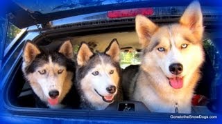 Gone to the Snow Dogs Theme Song Full Version Music Video