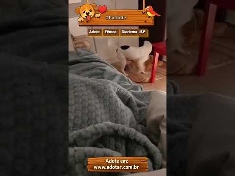Vídeo de Charlotte
