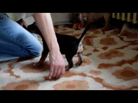 Mini Bullterrier Welpe kaufen